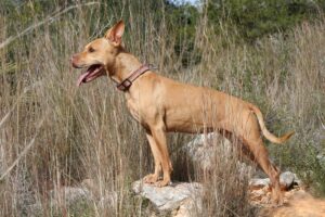 2akira_IMG_2160x