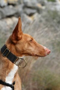 2akira_IMG_3296