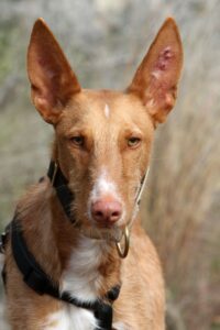 2akira_IMG_3309