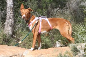 deel3akira_IMG_4245